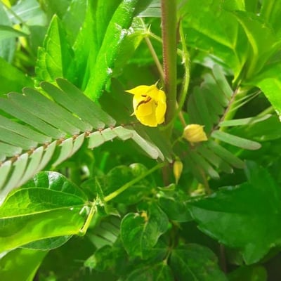 Chamaecrista nictitans — flower