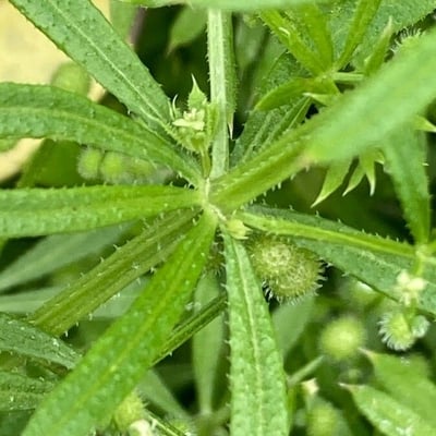 Galium spurium — leaf