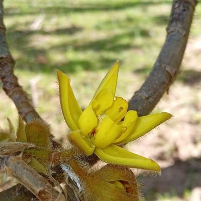 Apeiba tibourbou — flower