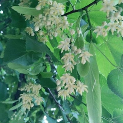 Tilia americana — flower