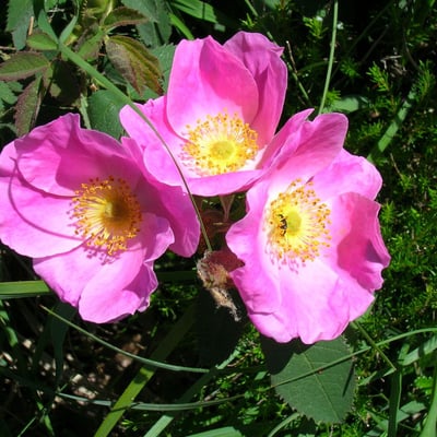 Rosa marginata — flower