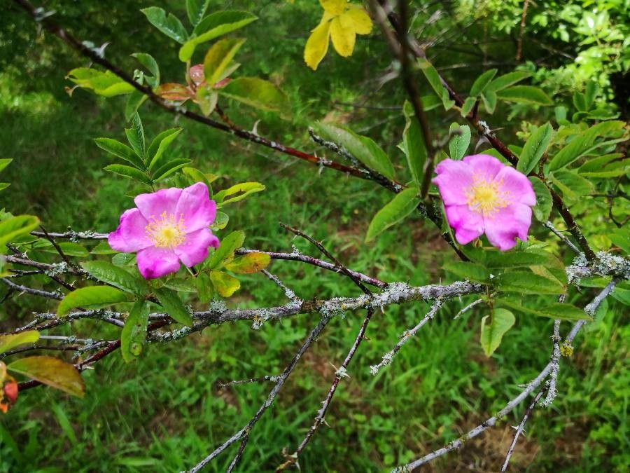 Amur rose