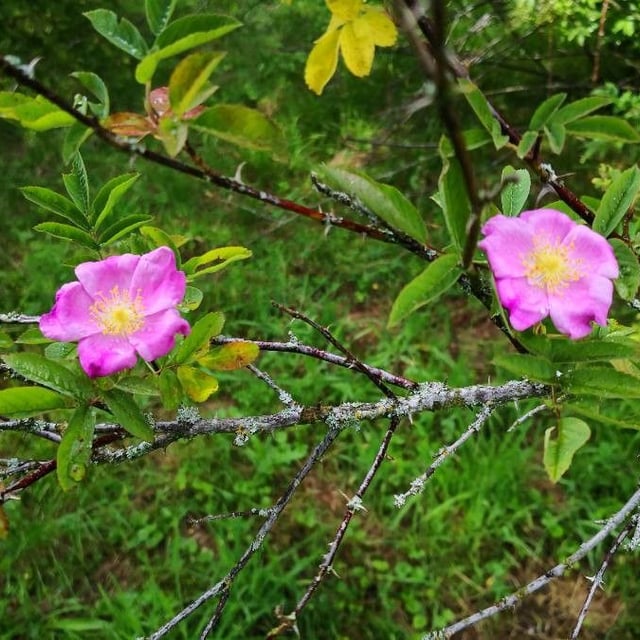 Amur rose
