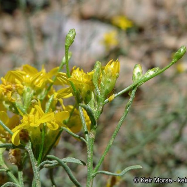 Gutierrezia sarothrae — flower