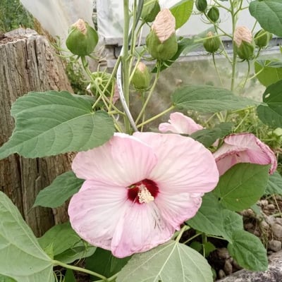 Hibiscus moscheutos — flower