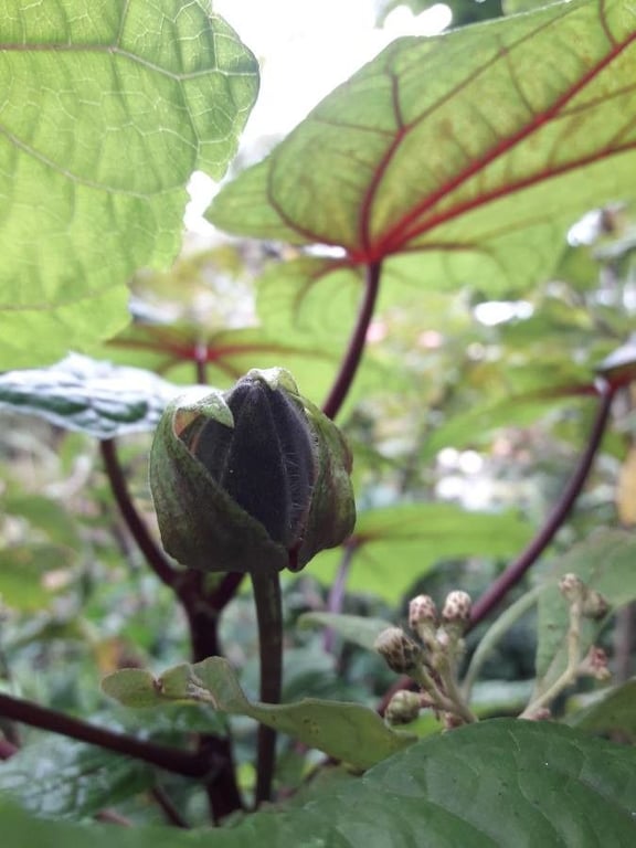 Musk okra