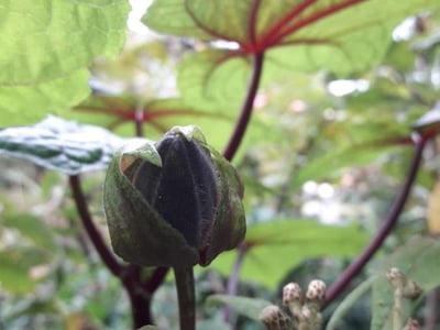 Musk okra