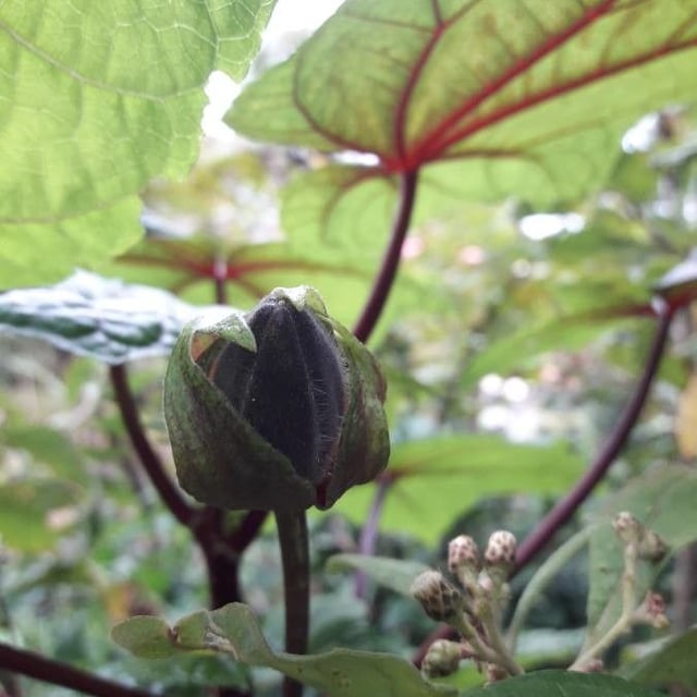 Musk okra