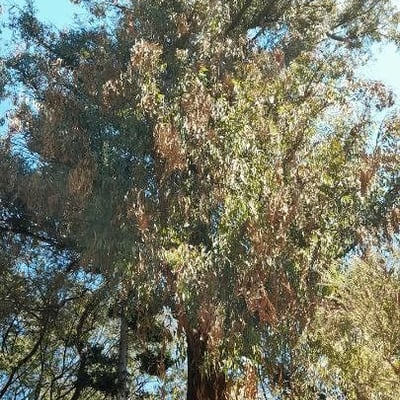 Eucalyptus siderophloia — habit