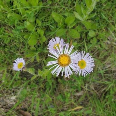 Erigeron pulchellus — flower