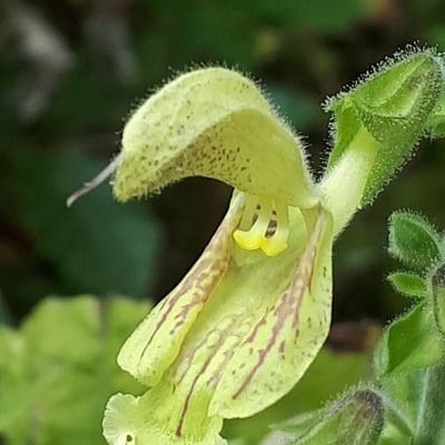 Salvia glutinosa — flower
