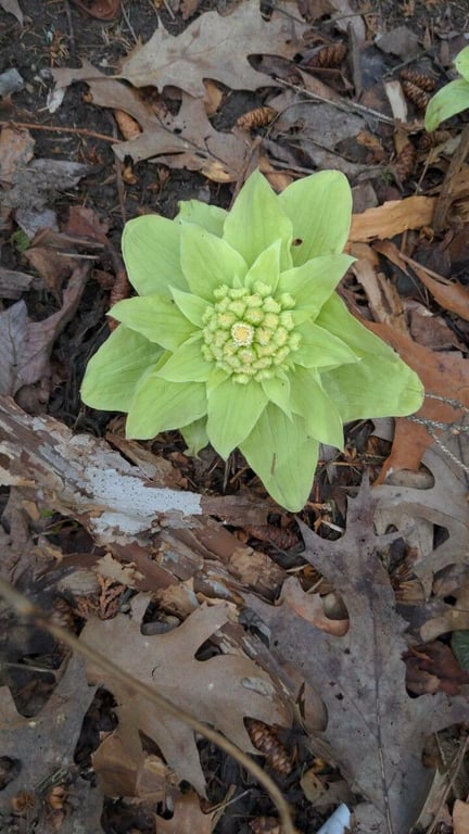 Great butterbur