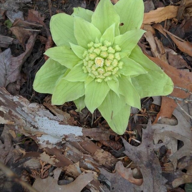 Petasites japonicus — flower