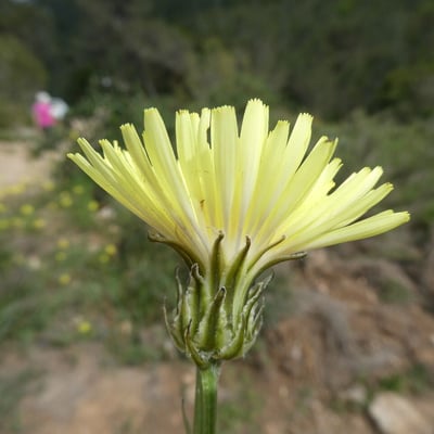 Crepis albida — flower