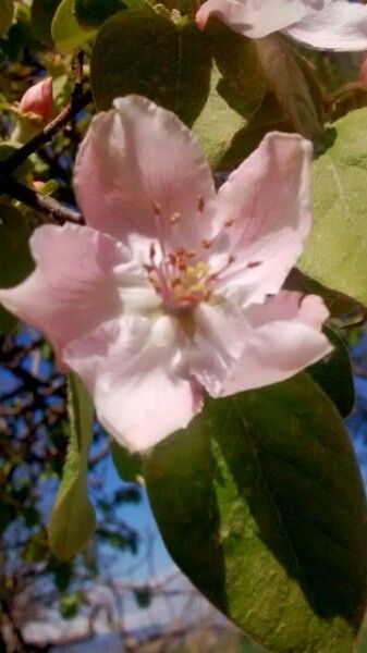 Quince