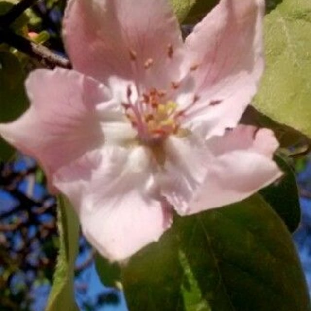 Cydonia oblonga — flower