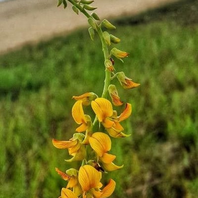 Crotalaria incana — flower