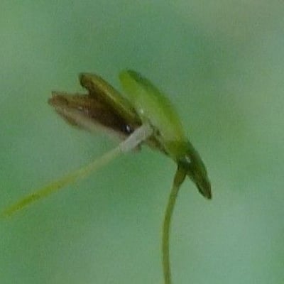 Lemna minuta — flower