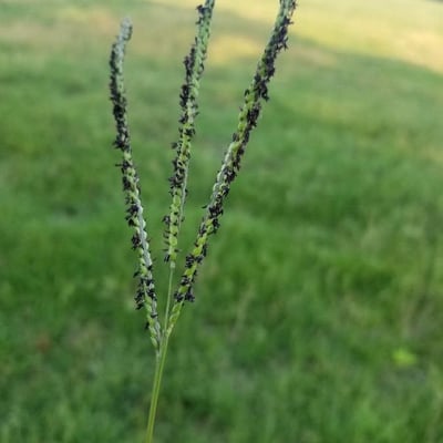 Paspalum distichum — flower