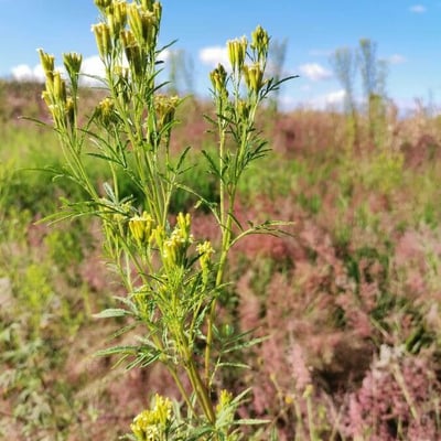 Tagetes minuta — flower