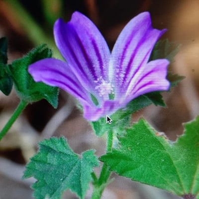 Malva multiflora — flower