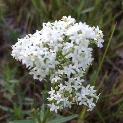 Galium boreale — flower