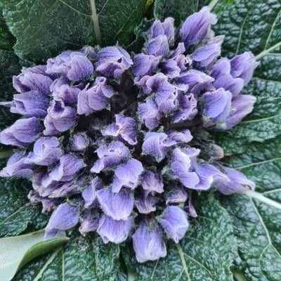 Mandragora officinarum — flower