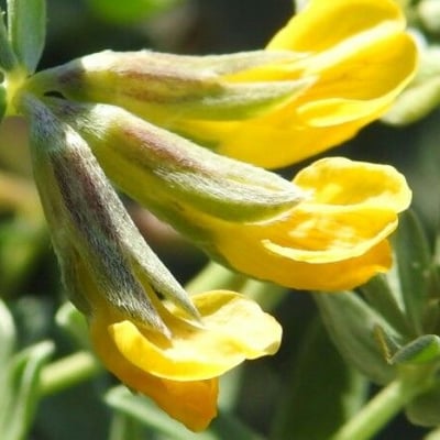 Lotus cytisoides — flower