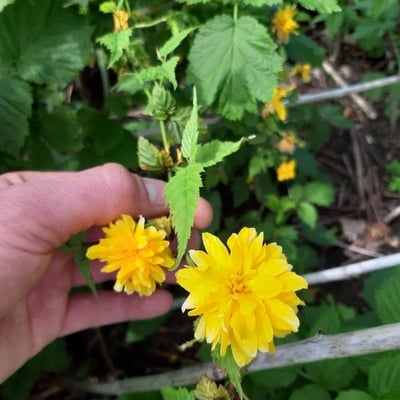Kerria japonica — flower