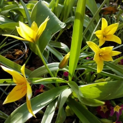 Tulipa sylvestris — flower