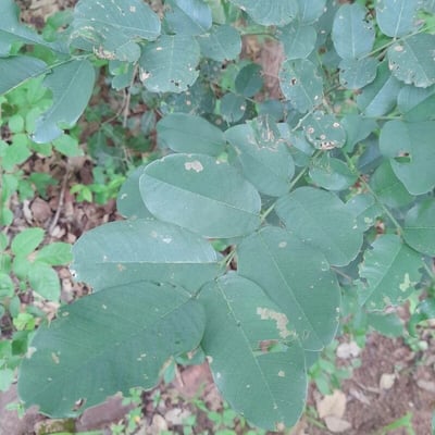 Pterocarpus erinaceus — leaf