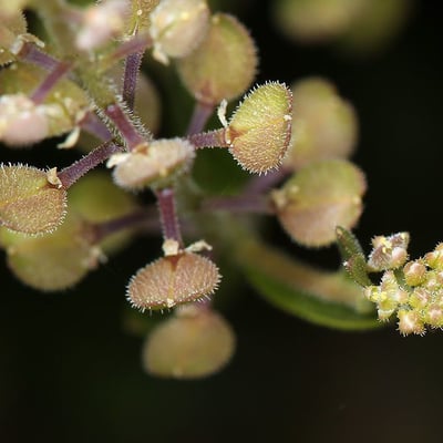 Lepidium lasiocarpum — flower