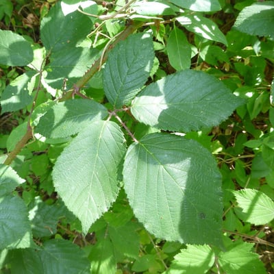 Rubus flexuosus — leaf