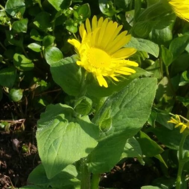 Doronicum pardalianches — flower