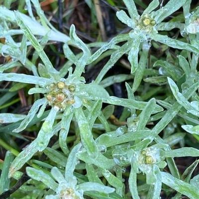Gnaphalium uliginosum — flower