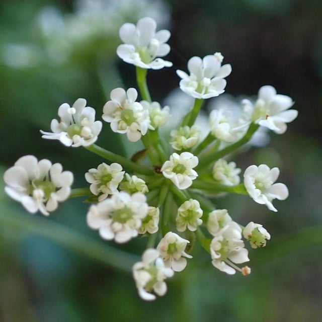 Chaerophyllum temulum — flower