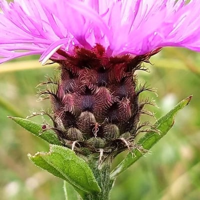 Centaurea decipiens — flower