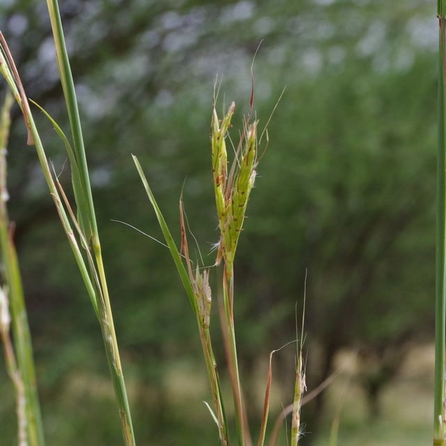 Andropogon gayanus — flower