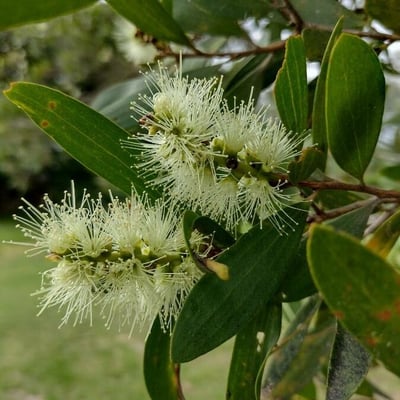 Melaleuca quinquenervia — flower