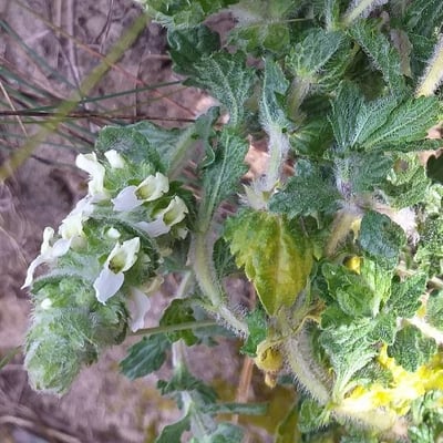 Sideritis hirsuta — flower