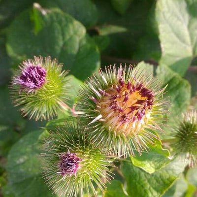 Arctium nemorosum — flower
