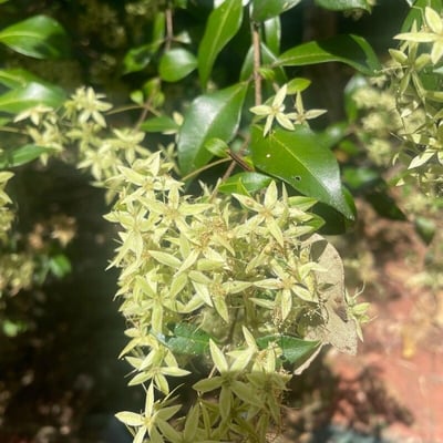Backhousia myrtifolia — flower