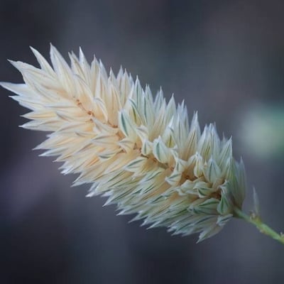 Phalaris canariensis — flower