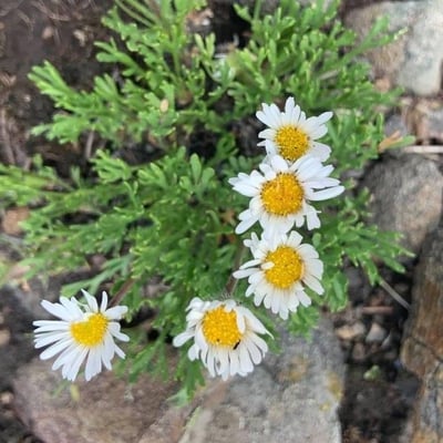 Erigeron compositus — flower