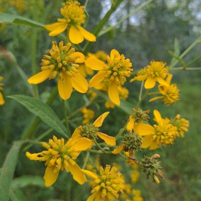 Verbesina alternifolia — flower