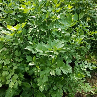 Levisticum officinale — flower