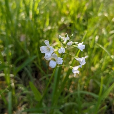 Cardamine bulbosa — flower