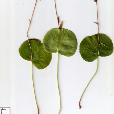 Ranunculus thora — flower
