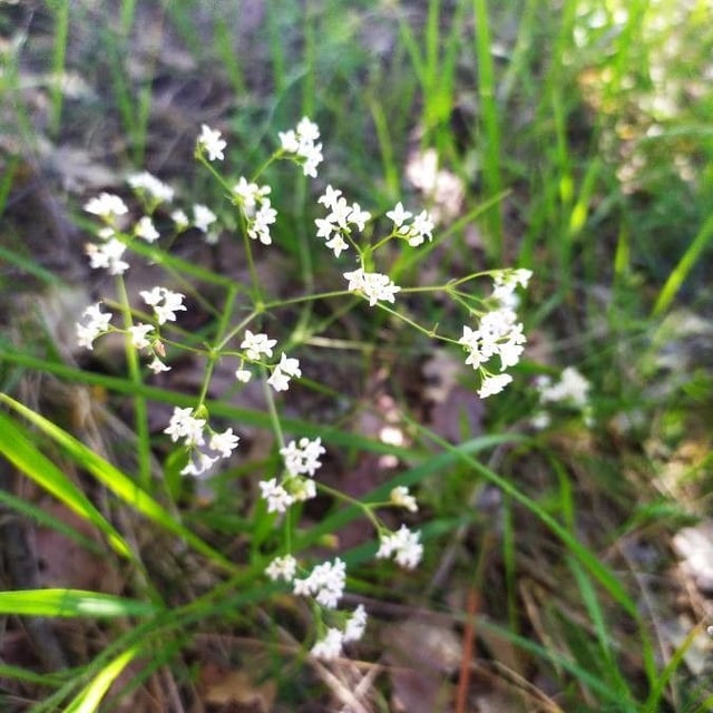 Galium glaucum — flower