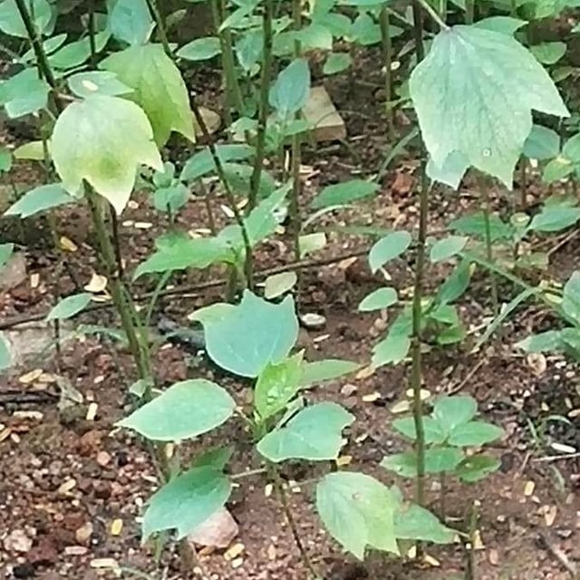 Lindera obtusiloba — leaf